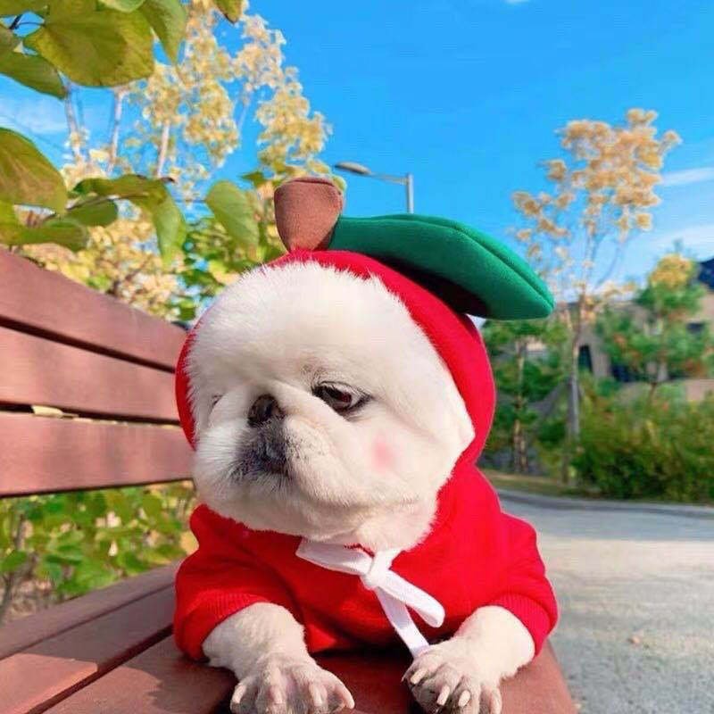 Cute Fruit Dog Clothes For Small Dogs Hoodies Winter Warm Fleece Pet Clothing Puppy Cat Costume Coat For French Chihuahua Outfit - Image 8